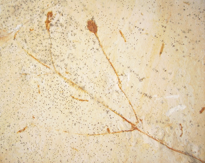 Arlenea 3