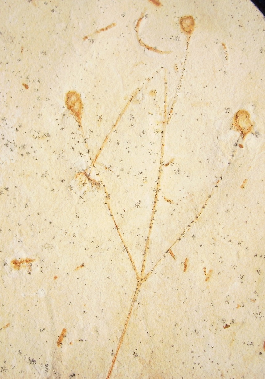 Arlenea 4a