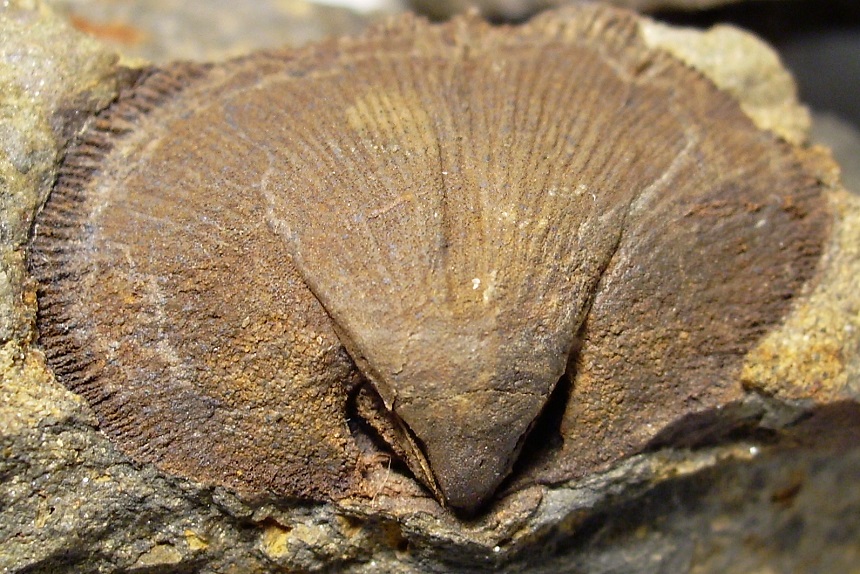 Platyorthis circularis taunica 2