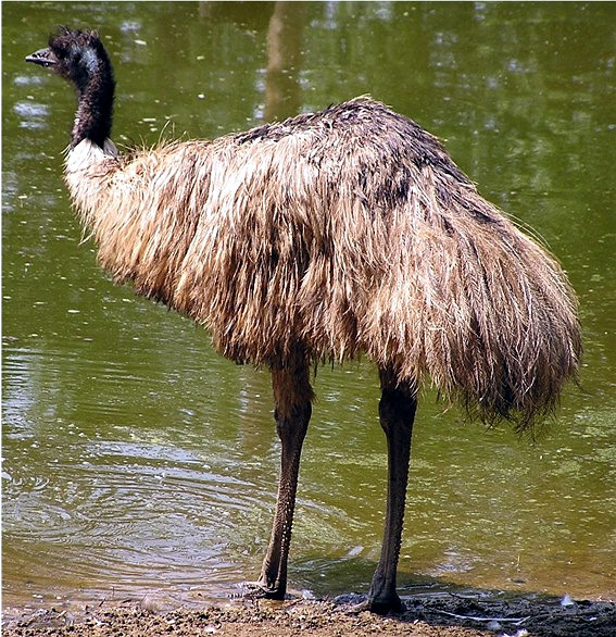 Emu2