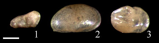 Abb8_OstracodenHauteriviumResse.jpg