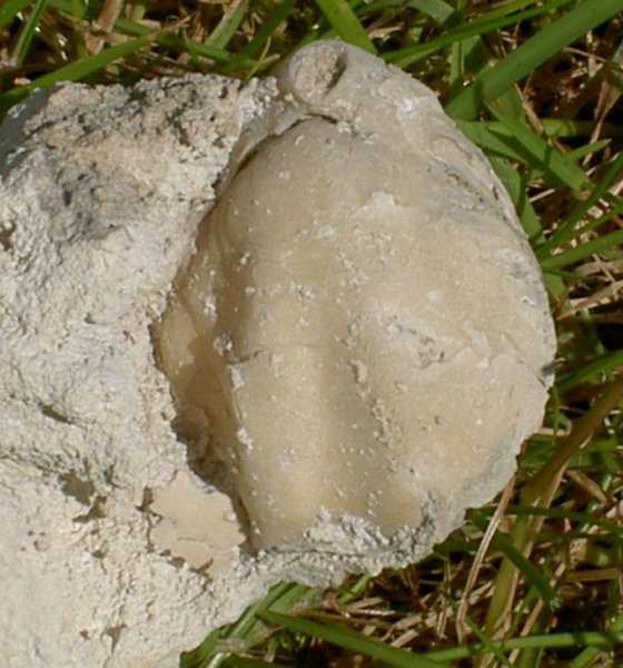 Brachiopode1.jpg