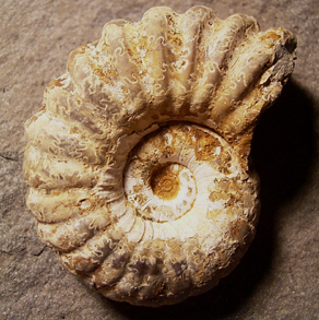 Hircinum.jpg Hircinum.jpg
