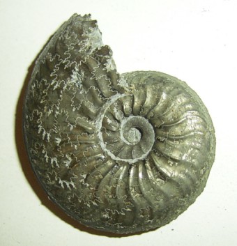 Pleydellia.jpg Pleydellia.jpg