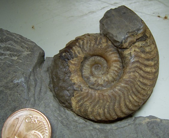 harpoceras_1.jpg harpoceras_1.jpg