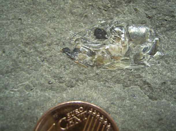 leptolepis_1.jpg leptolepis_1.jpg