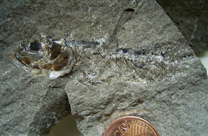 leptolepis_2.jpg leptolepis_2.jpg