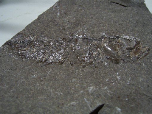 leptolepis_3.jpg leptolepis_3.jpg