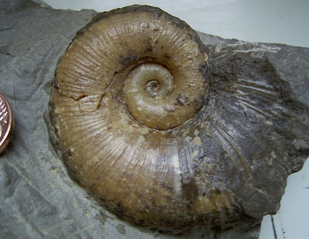 lytoceras_siemensi_1.jpg lytoceras_siemensi_1.jpg