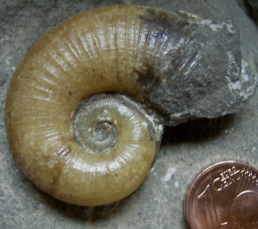 lytoceras_siemensi_2.jpg lytoceras_siemensi_2.jpg