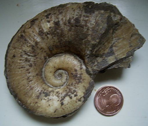 lytoceras_siemensi_3.jpg lytoceras_siemensi_3.jpg