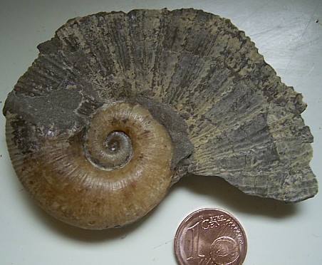 lytoceras_siemensi_4.jpg lytoceras_siemensi_4.jpg