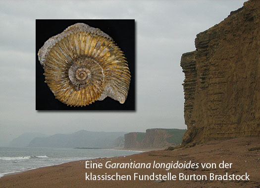 burton_bradstock_garantiana.jpg burton_bradstock_garantiana.jpg