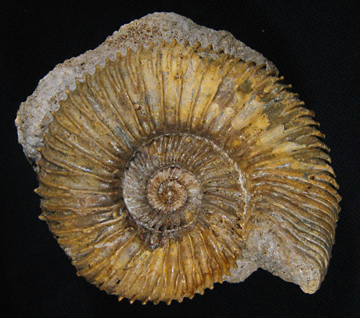 garantiana_longidoides1.jpg garantiana_longidoides1.jpg