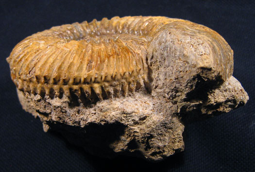 garantiana_longidoides2_ventral.jpg garantiana_longidoides2_ventral.jpg
