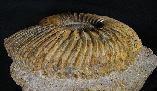 garantiana_longidoides3_ventral.jpg garantiana_longidoides3_ventral.jpg