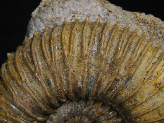 garantiana_longidoides4_detail.jpg garantiana_longidoides4_detail.jpg