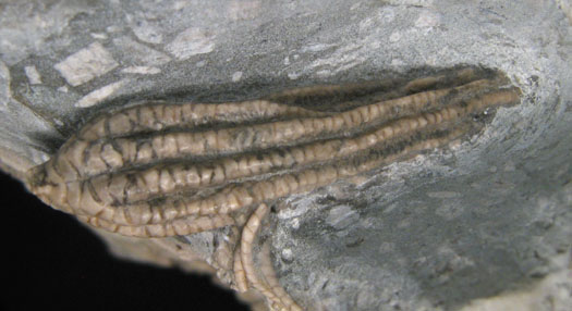 10_balanocrinus_eype_soenke_simonsen.jpg