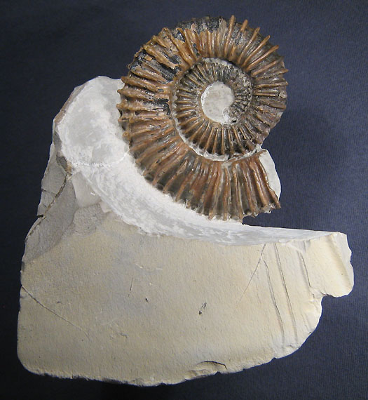 belegstueck1_aegocrioceras.jpg belegstueck1_aegocrioceras.jpg