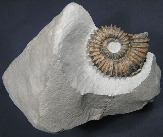 belegstueck2_aegocrioceras.jpg belegstueck2_aegocrioceras.jpg