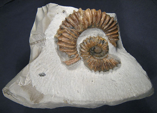 belegstueck3_aegocrioceras.jpg belegstueck3_aegocrioceras.jpg
