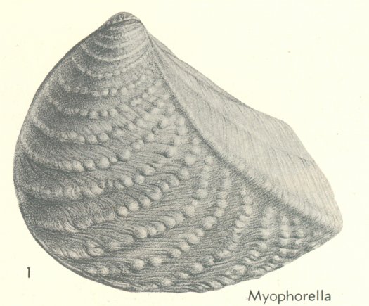 Abb_6_Myophorella.jpg Abb_6_Myophorella.jpg