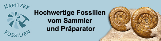 Kapitzke Fossilien