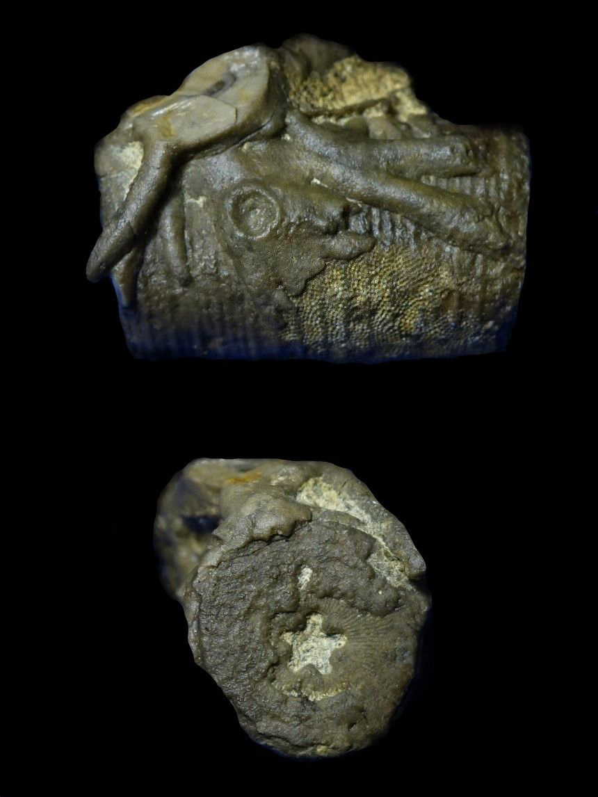 Crinoidenwurzeln auf Crinoidenstiel