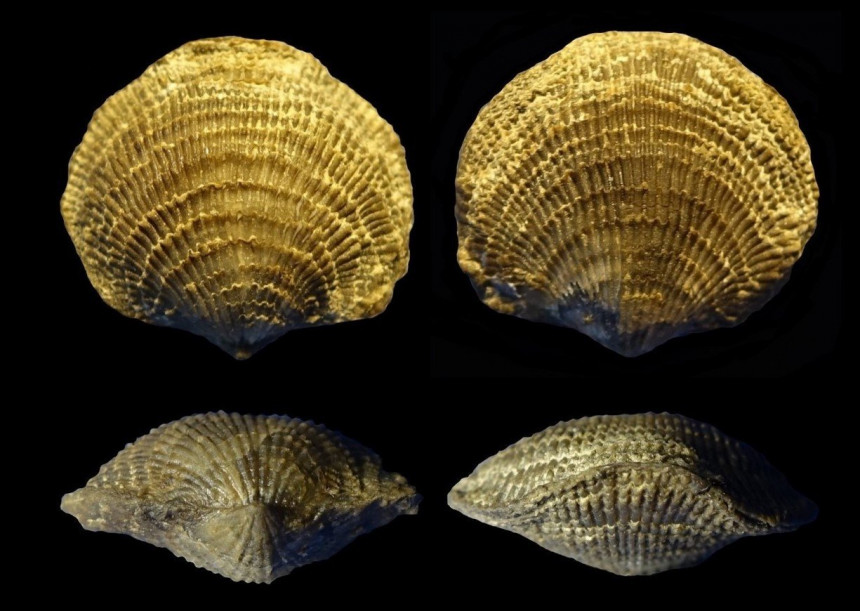 Brachiopode Spinatrypina cf. demissa COPPER, 1967