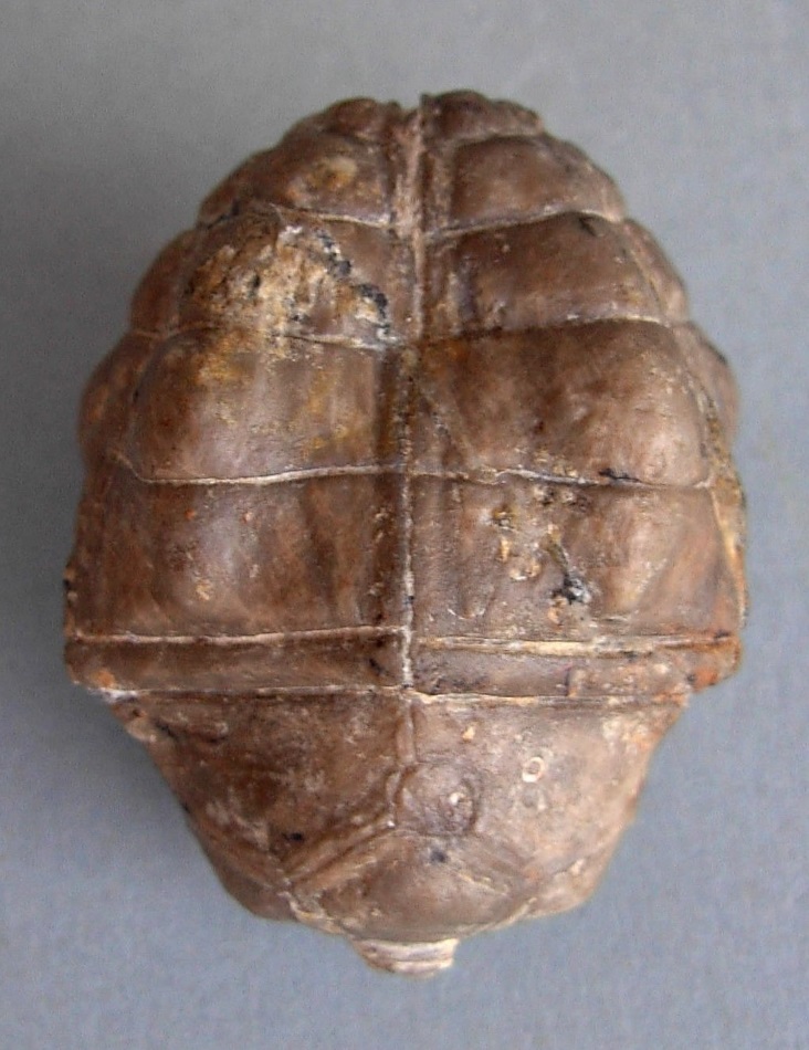Halocrinites schlotheimii schlotheimii (STEININGER, 1831)