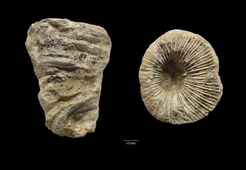 Acanthophyllum heterophyllum (Edwards & Haime 1851)