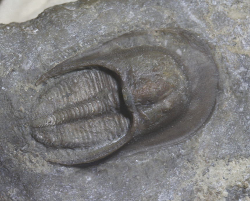 Harpes macrocephalus (GOLDFUSS, 1839)