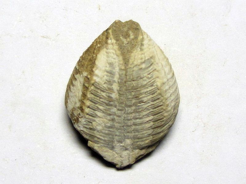 Hippocardia cunea (Conrad 1840)