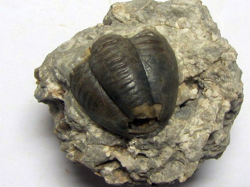 Proetus (Crassiproetus) crassimarginatus (Hall 1843)