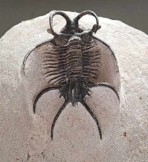 Ceratarges aries