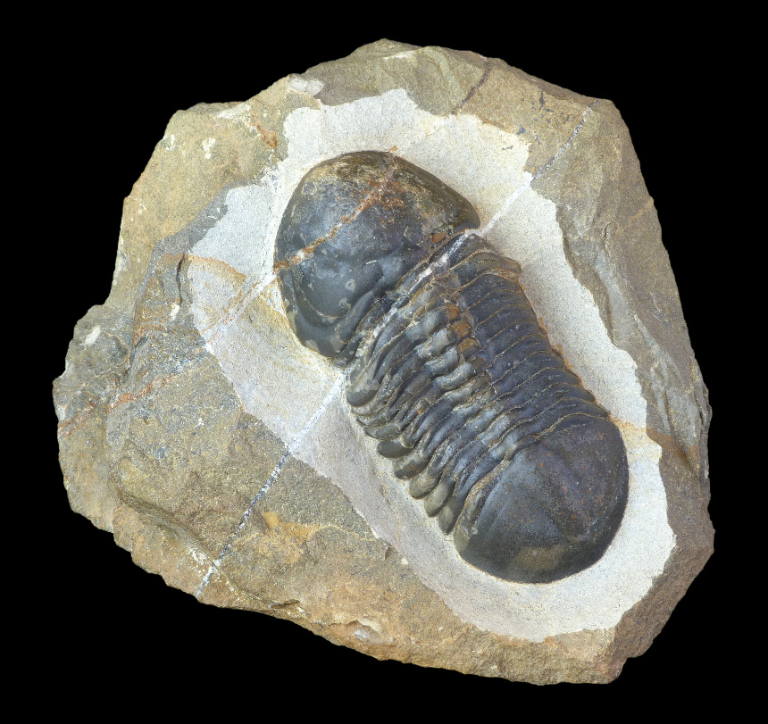 Struveaspis sp.