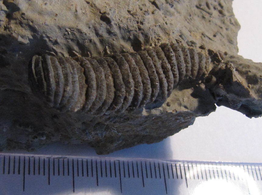Ammonicrinus leunisseni