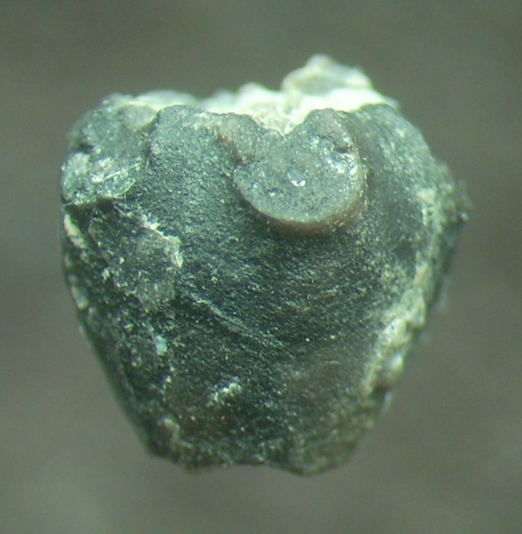 Crinoide Gasterocoma antiqua GOLDFUSS 1838