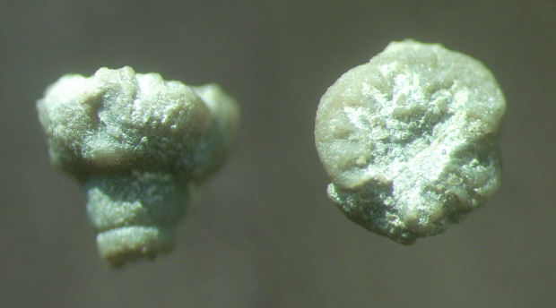 Crinoide Mycocrinus boletus SCHULTZE, 1867