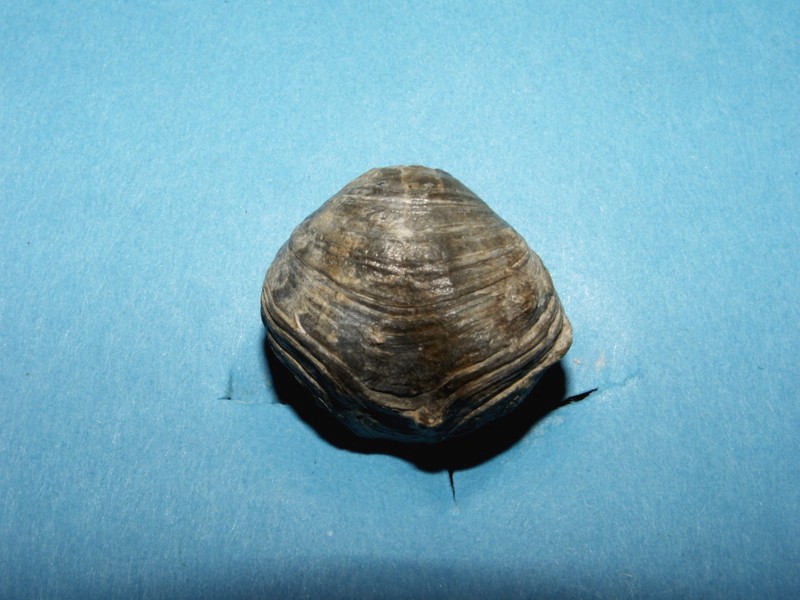 Athyris gerolsteinensis