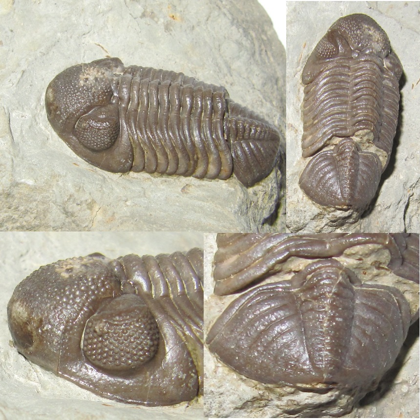 Liolophops sublevatus