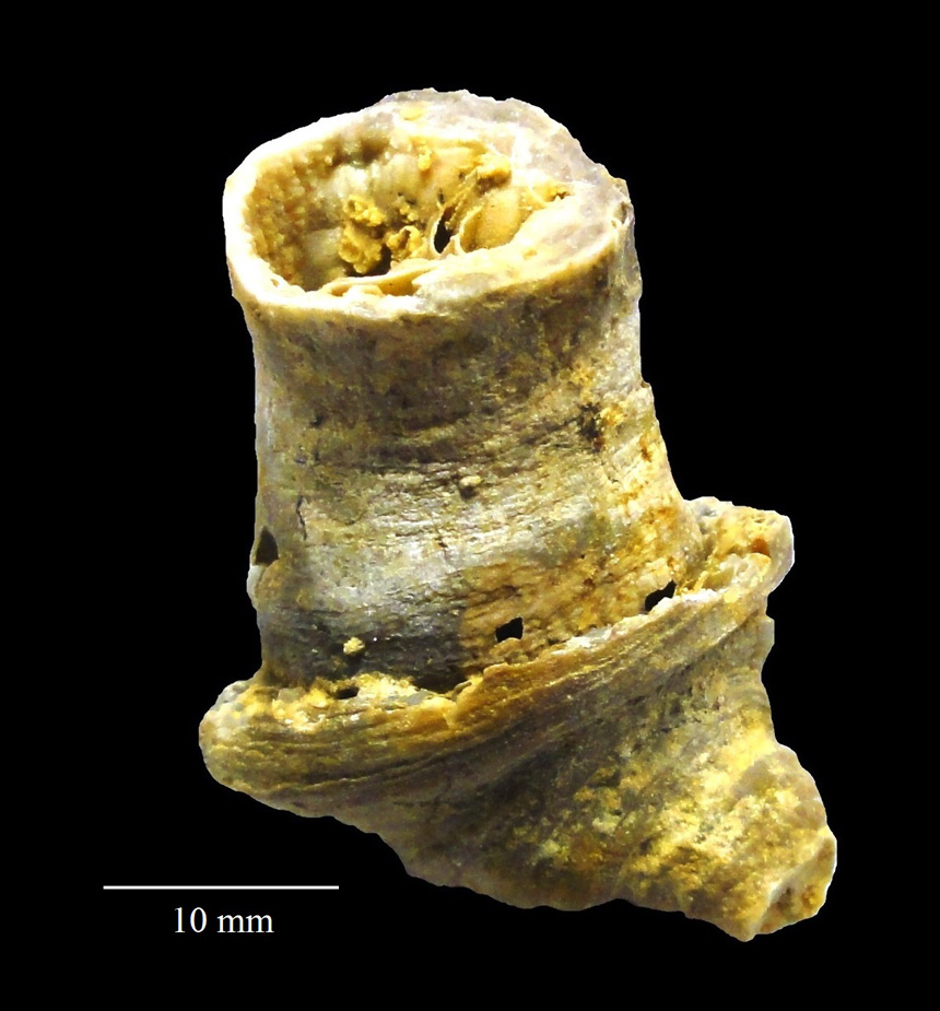 Mesophyllum (Cystiphylloides) antilimbatum (Quenstedt 1879)