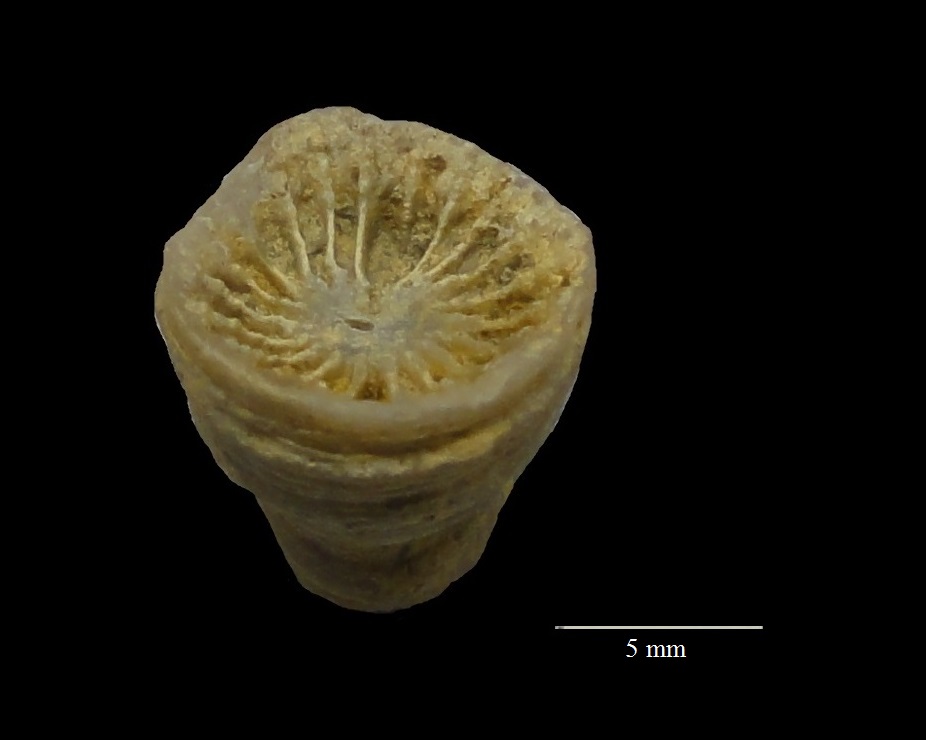 Neaxon symmetricus (Frech 1886)