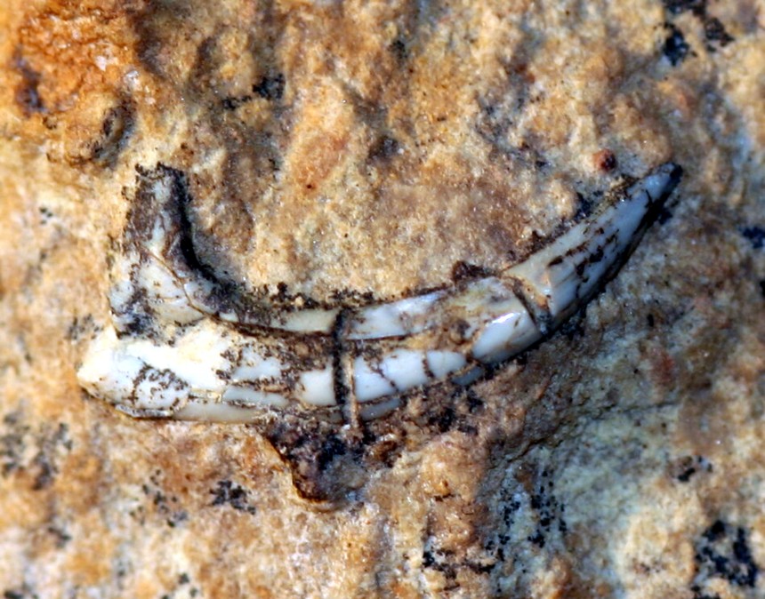 Zahn von Onychodus sp.