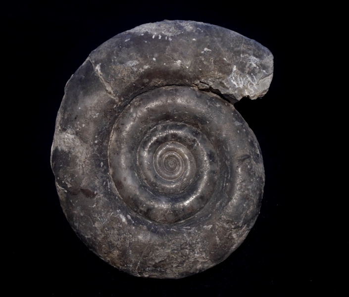 Clymenia laevigata MÜNSTER, 1831