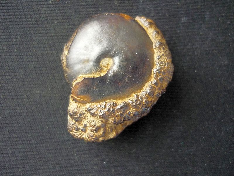 Nehdenites sp.