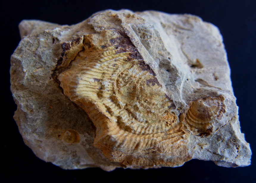 Brachiopode Leptagonia sp.