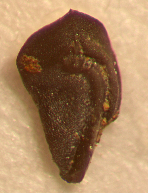 Palmatolepis marginifera