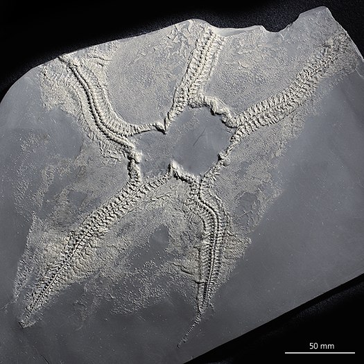 Sterne, Cheiropteraster_1a