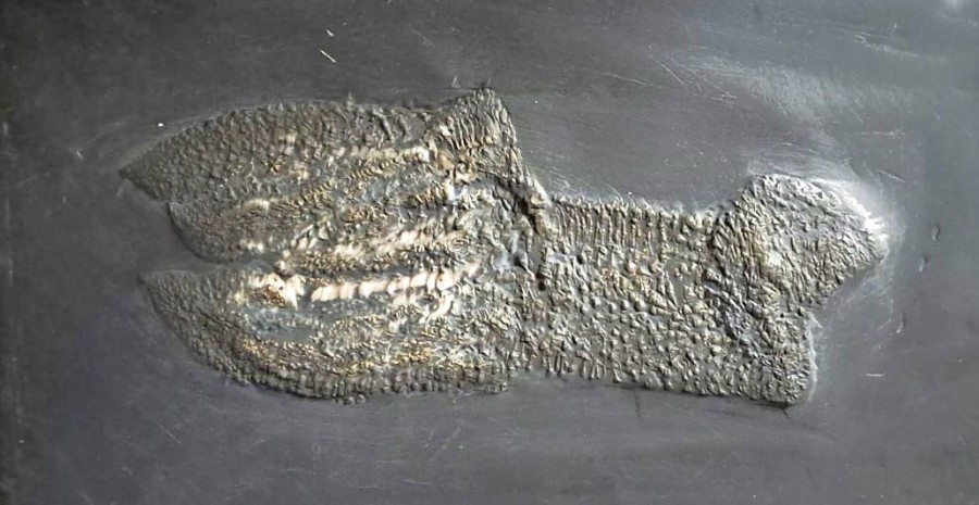 Jaekelaster petaliformis